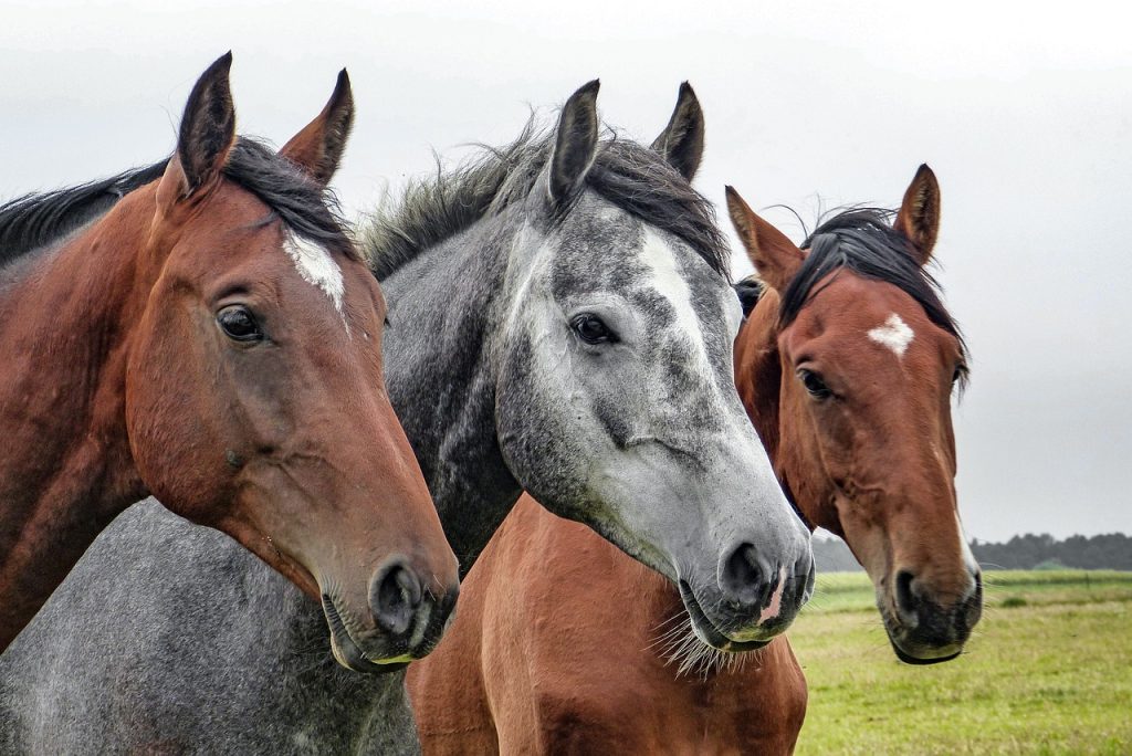 3匹の馬の画像